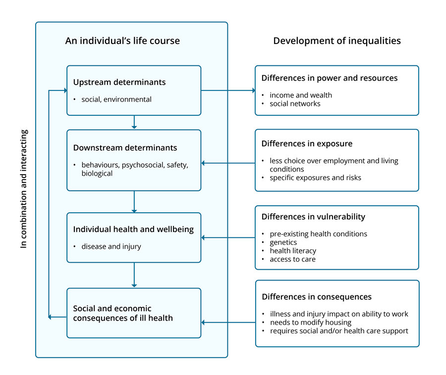 Model showing how inequalities in the distribution of health determinants contribute to health inequalities